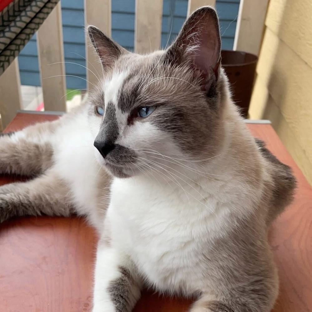 Sully (aka Prince 5), a Adoptable mixed breed in Austin, TX image 6/6