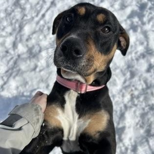Enlarge Cheeto , a ADOPTABLE mixed breed in Worcester, MA image 1/2