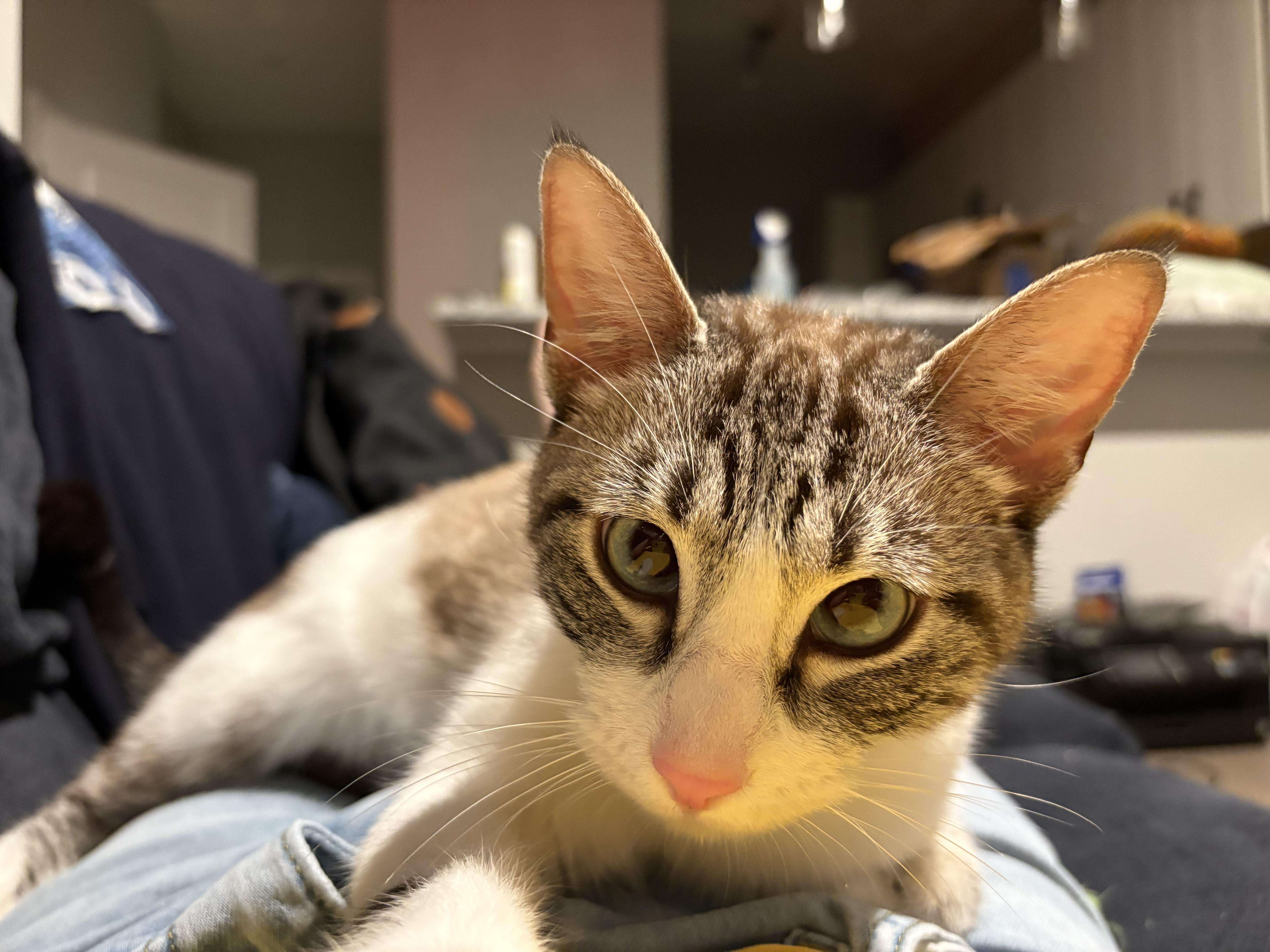 Pat, Adult Female Snowshoe