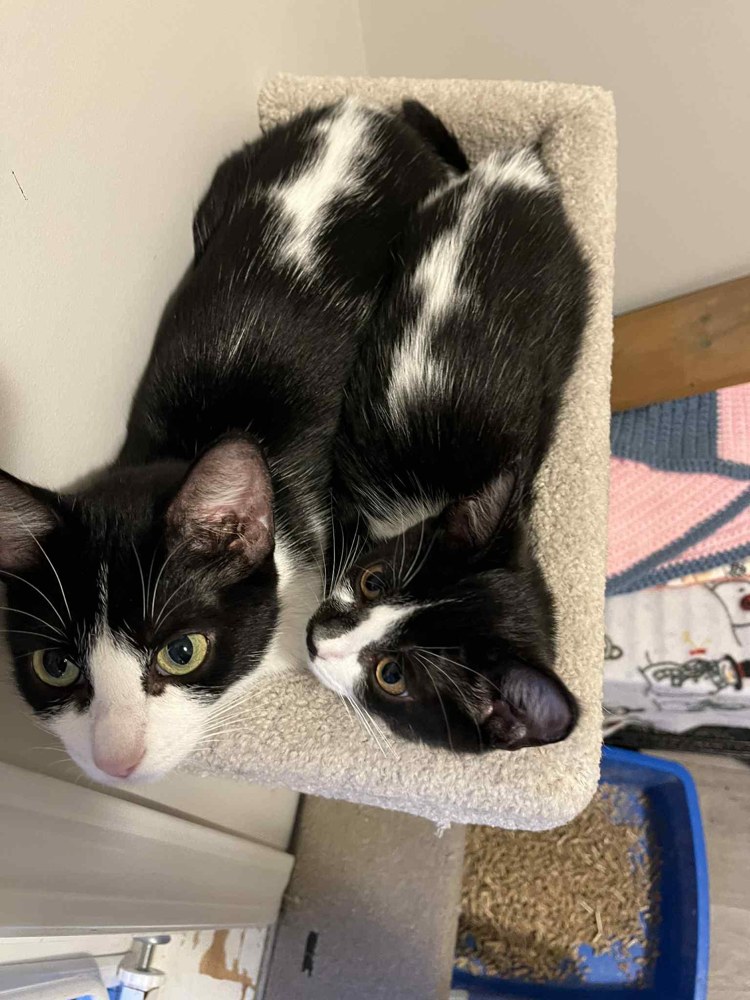 Enlarge Miss Vickie & her Kittens Ruffles & Kettle, a Adoptable Domestic Short Hair in Brantford, ON image 2/6