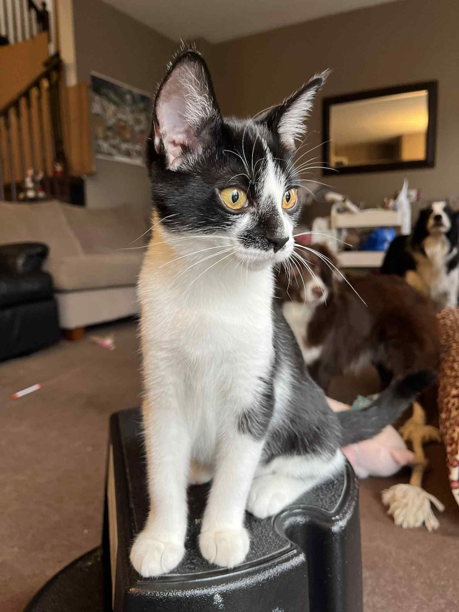 Enlarge Miss Vickie & her Kittens Ruffles & Kettle, a Adoptable Domestic Short Hair in Brantford, ON image 5/6