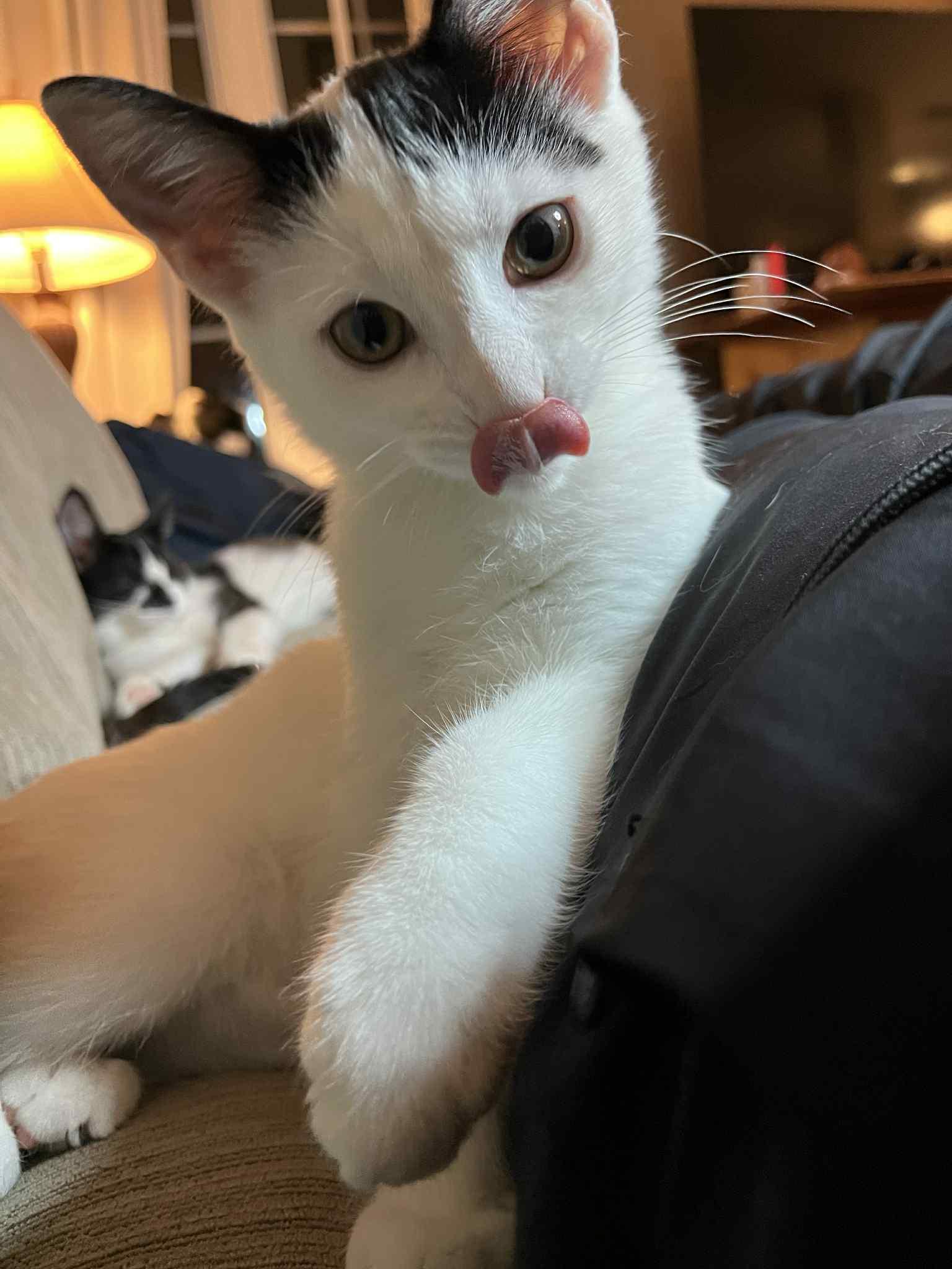 Enlarge Miss Vickie & her Kittens Ruffles & Kettle, a Adoptable Domestic Short Hair in Brantford, ON image 1/6