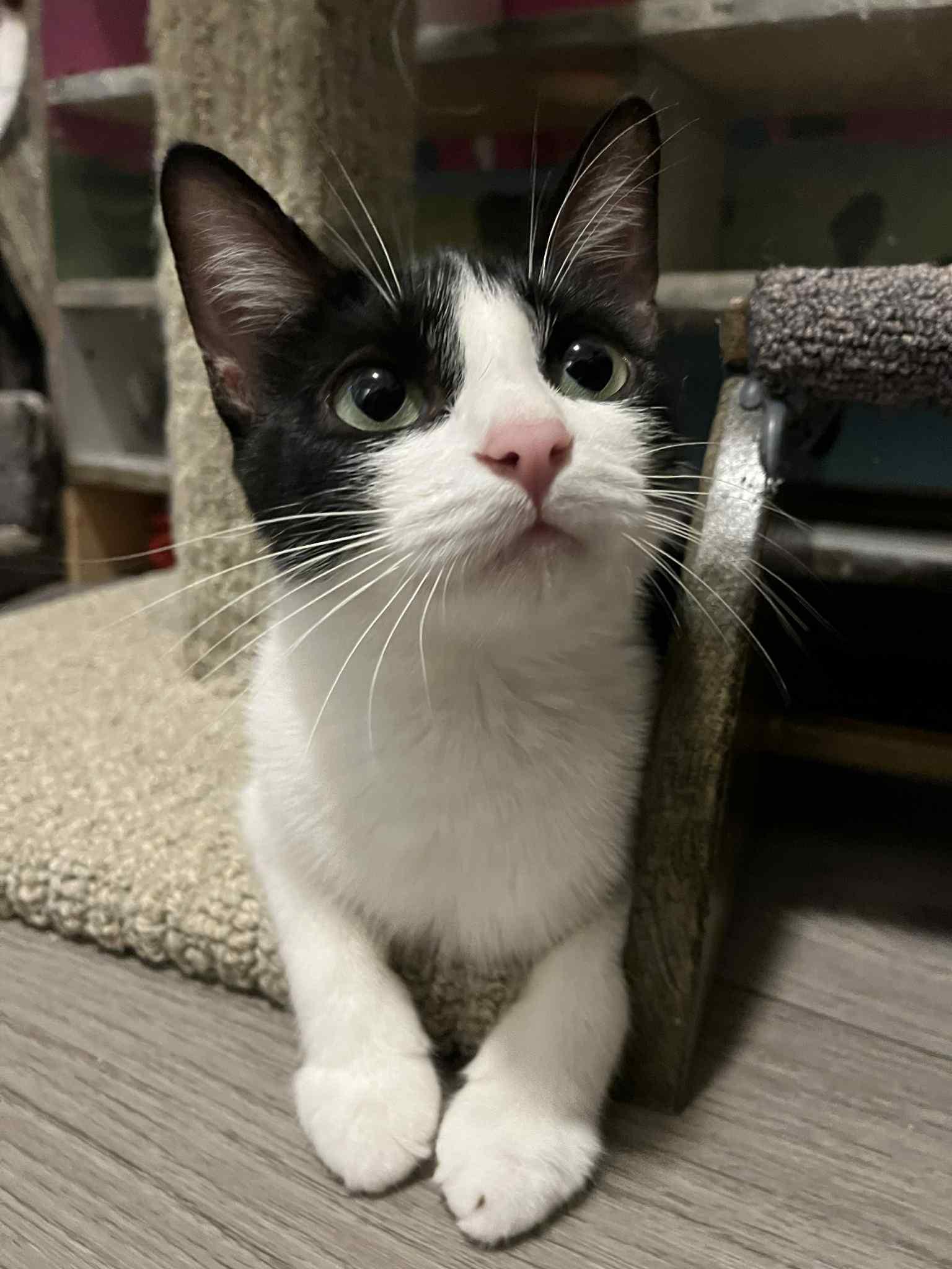 Enlarge Miss Vickie & her Kittens Ruffles & Kettle, a Adoptable Domestic Short Hair in Brantford, ON image 4/6