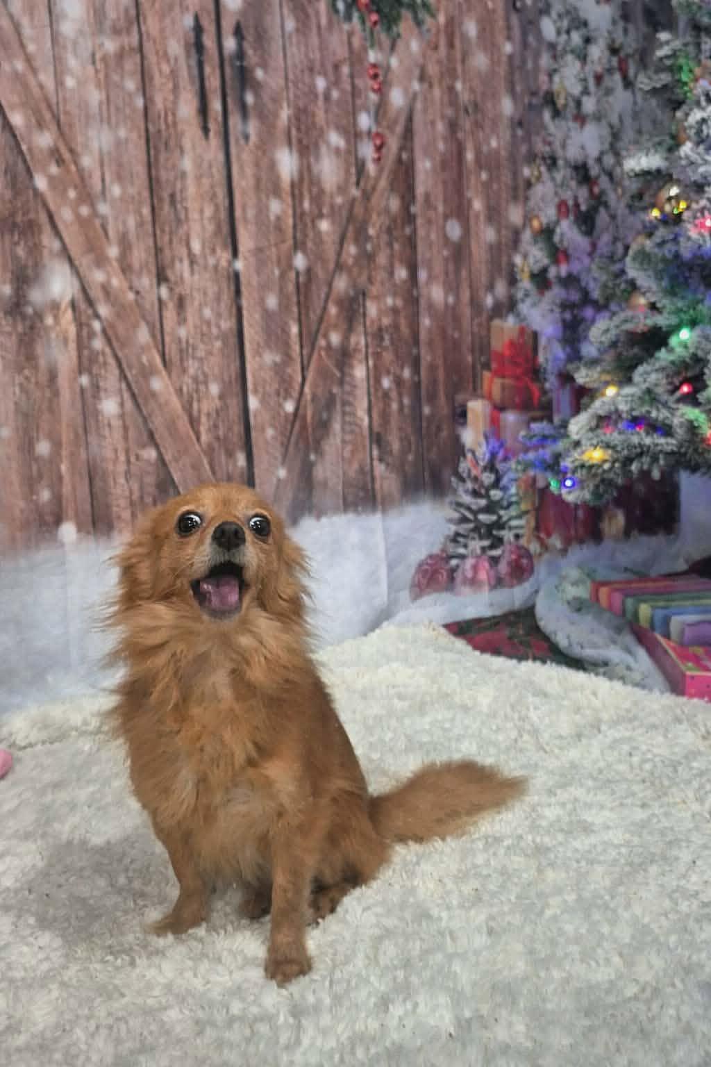 Enlarge Rodney, a Adoptable Chihuahua in metairie, LA image 5/5