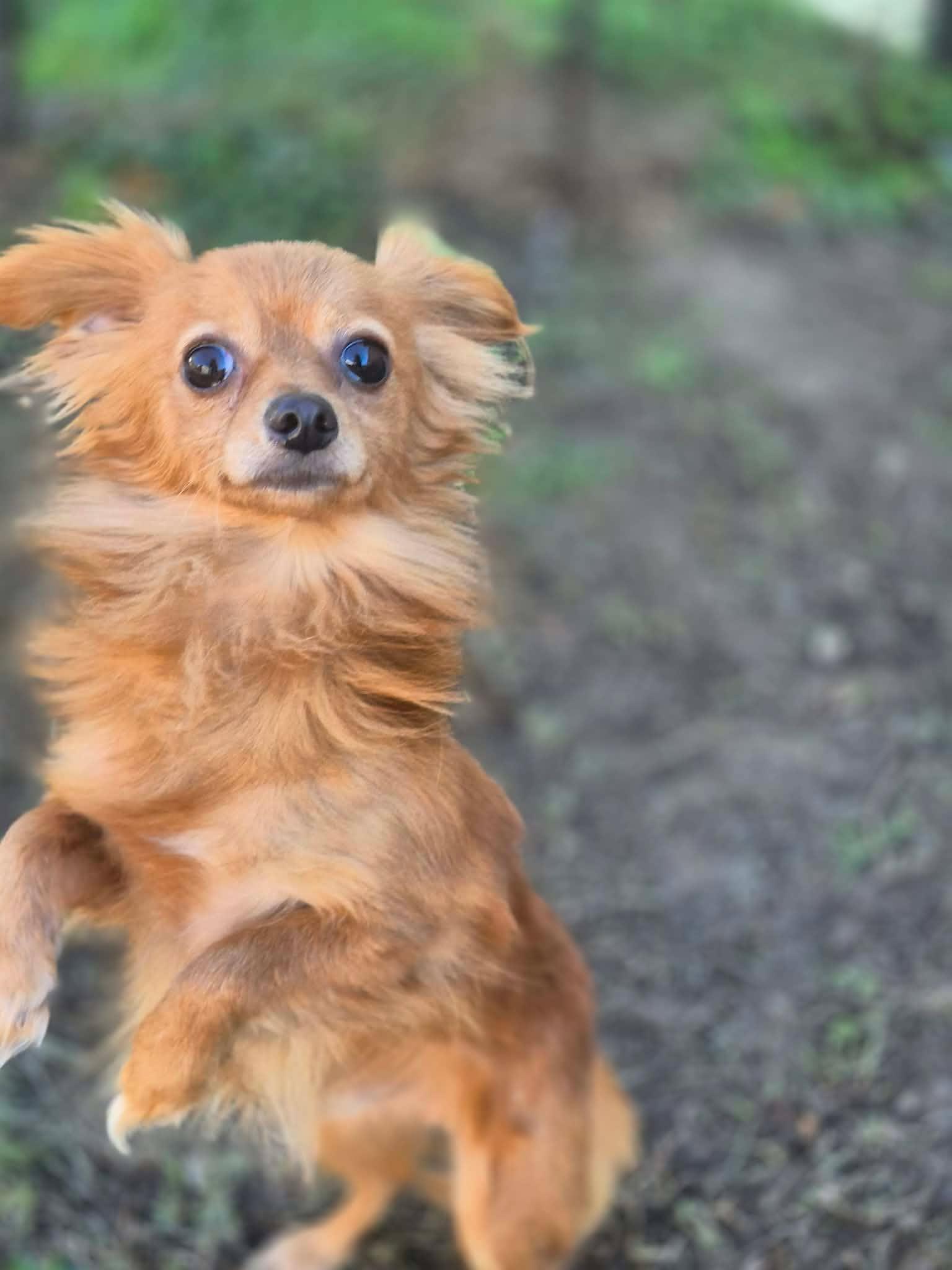 Rodney, Adoptable, Adult Male Chihuahua.