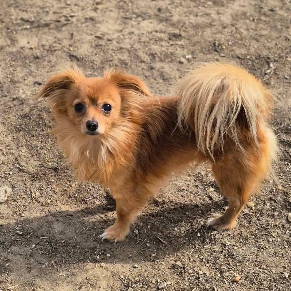 Enlarge Rodney, a Adoptable Chihuahua in metairie, LA image 2/5