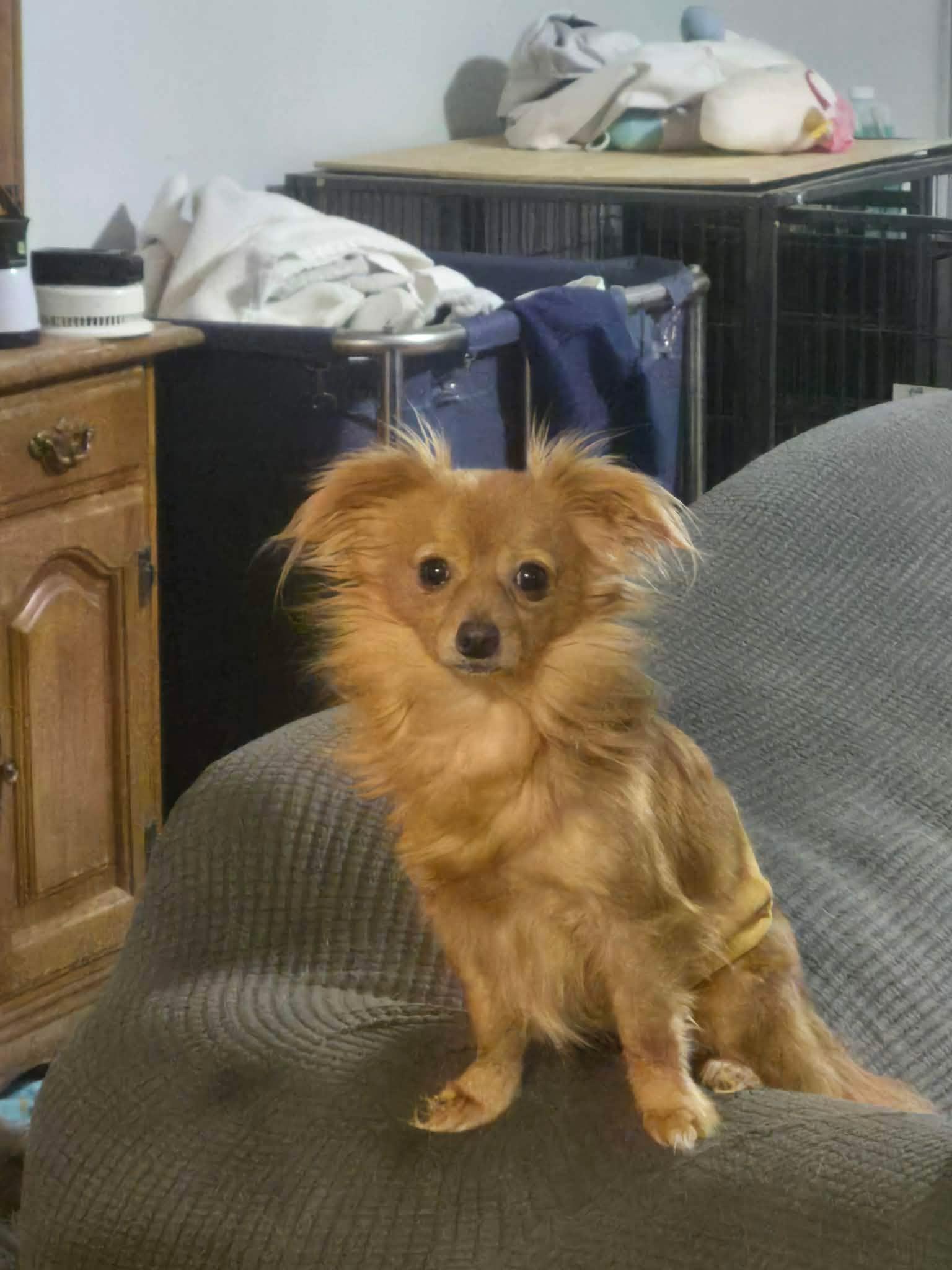 Enlarge Rodney, a Adoptable Chihuahua in metairie, LA image 3/5
