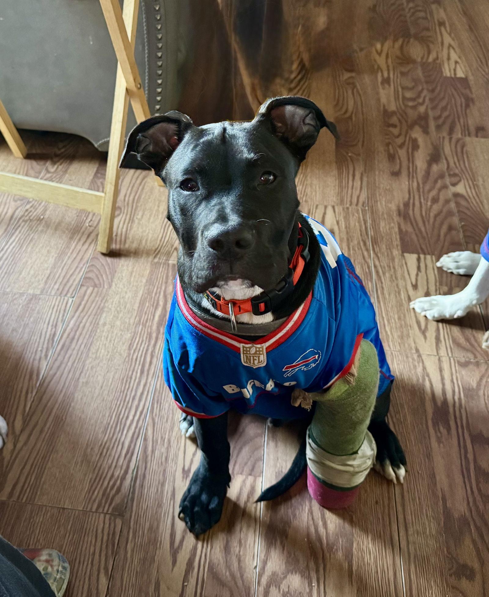 Onyx, Adopted, Puppy Male Pit Bull Terrier.