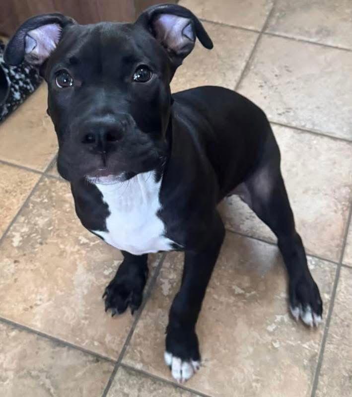 Onyx, a Adopted Pit Bull Terrier in Lockport, NY image 2/3