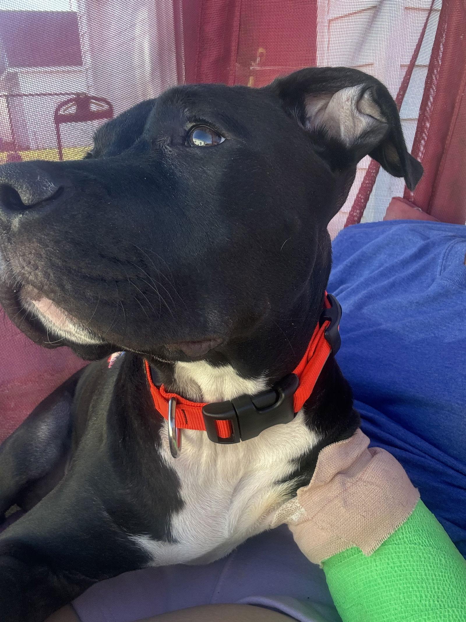 Onyx, a Adopted Pit Bull Terrier in Lockport, NY image 3/3