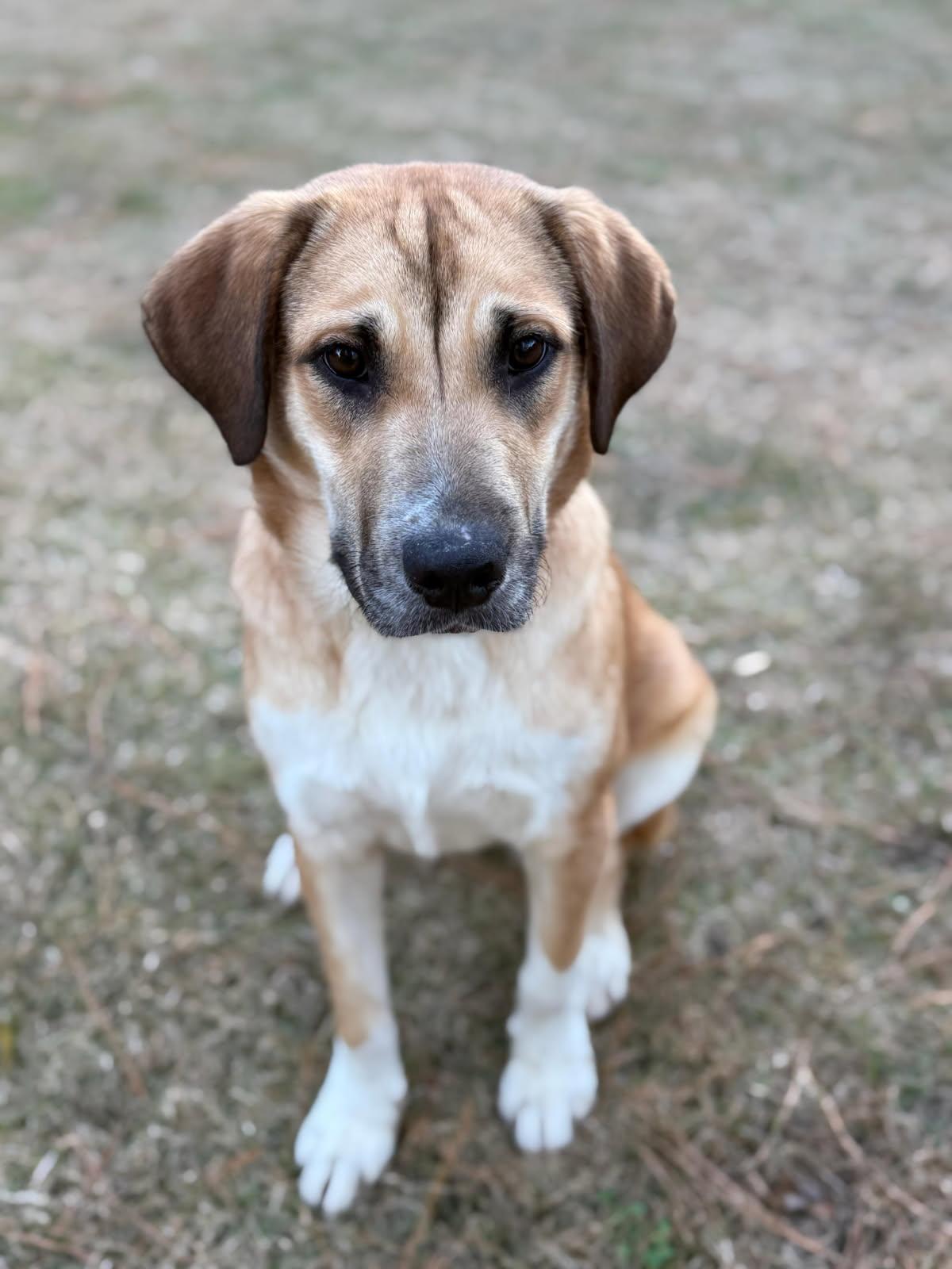 Honey Bear, Adoptable, Puppy Female Yellow Labrador Retriever.