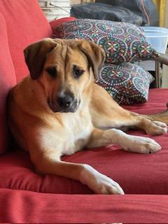 Honey Bear, Adoptable, Puppy Female Yellow Labrador Retriever.