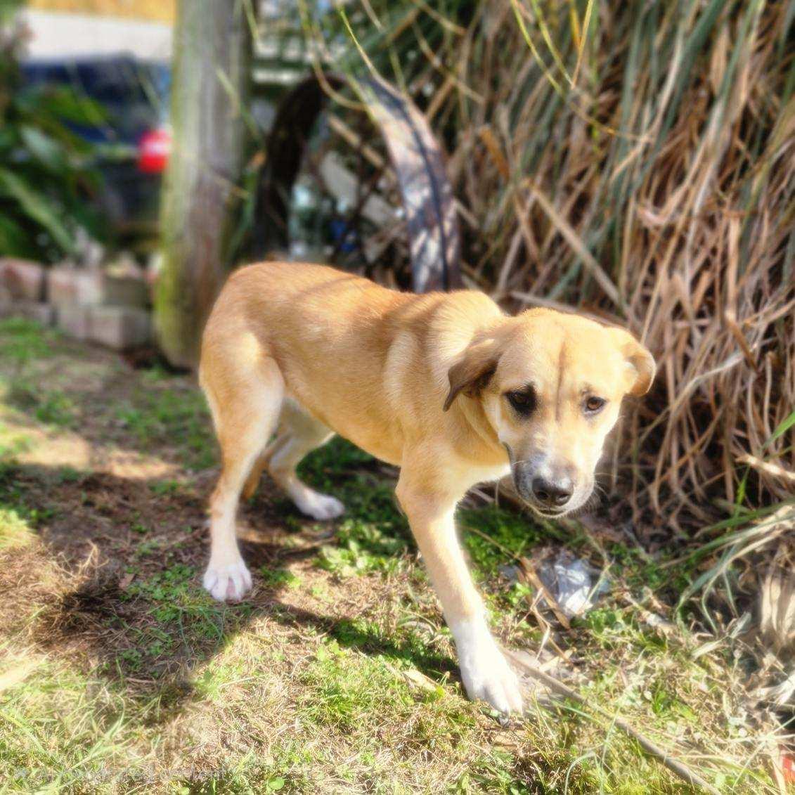 Enlarge Honey Bear, a Adoptable mixed breed in Manhasset, NY image 4/4