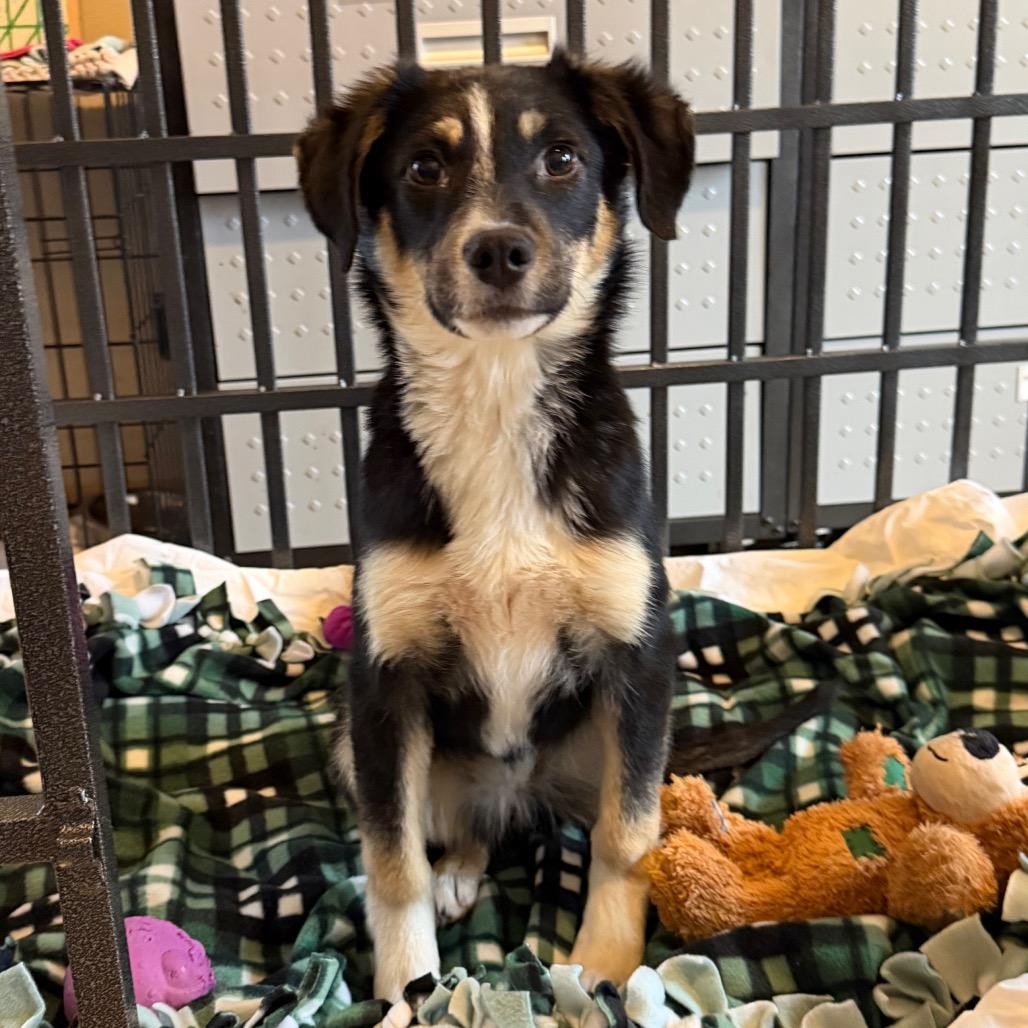 Homework, Adoptable, Young Female Mixed Breed.