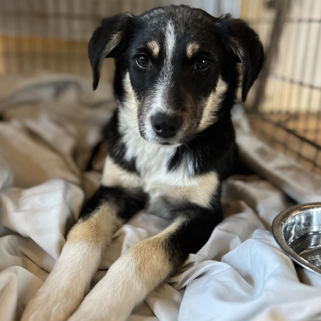 Enlarge Homework, a Adoptable Mixed Breed in Moab, UT image 2/6