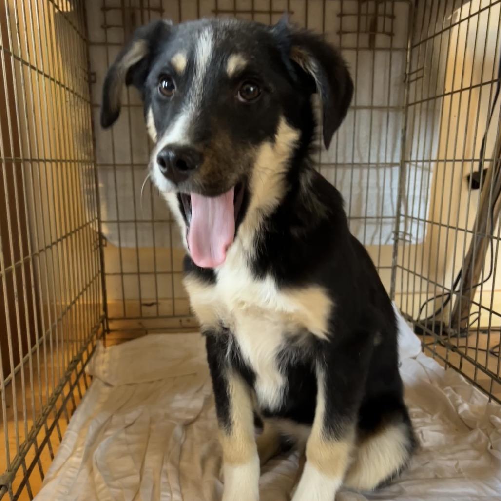 Enlarge Homework, a Adoptable Mixed Breed in Moab, UT image 3/6