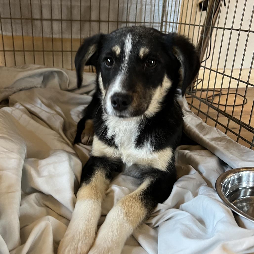 Enlarge Homework, a Adoptable Mixed Breed in Moab, UT image 4/6