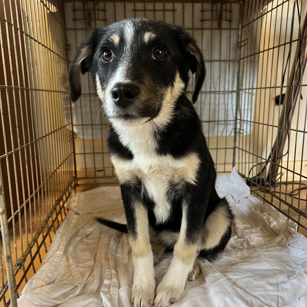 Enlarge Homework, a Adoptable Mixed Breed in Moab, UT image 5/6
