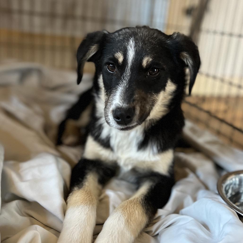 Enlarge Homework, a Adoptable Mixed Breed in Moab, UT image 6/6