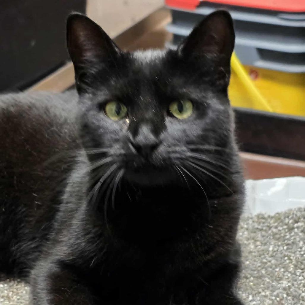 Enlarge Wednesday, a Adoptable Domestic Short Hair in Sand Springs, OK image 1/1