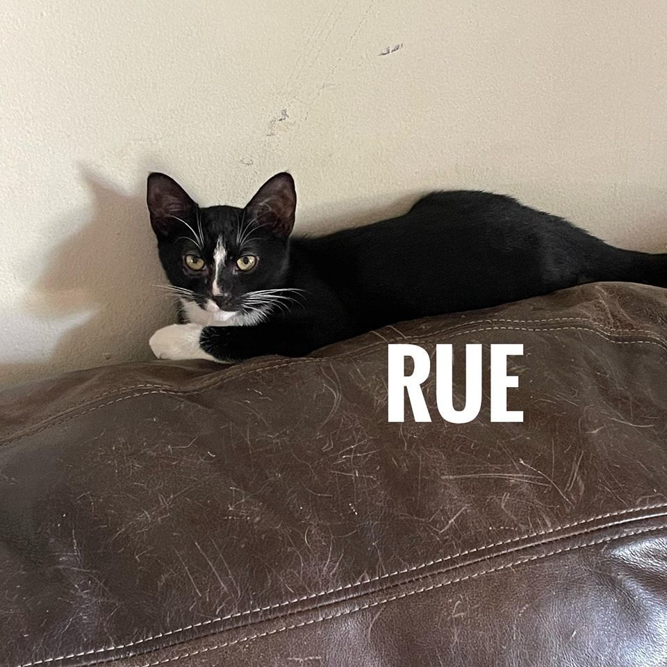 rue, Baby Female unknown
