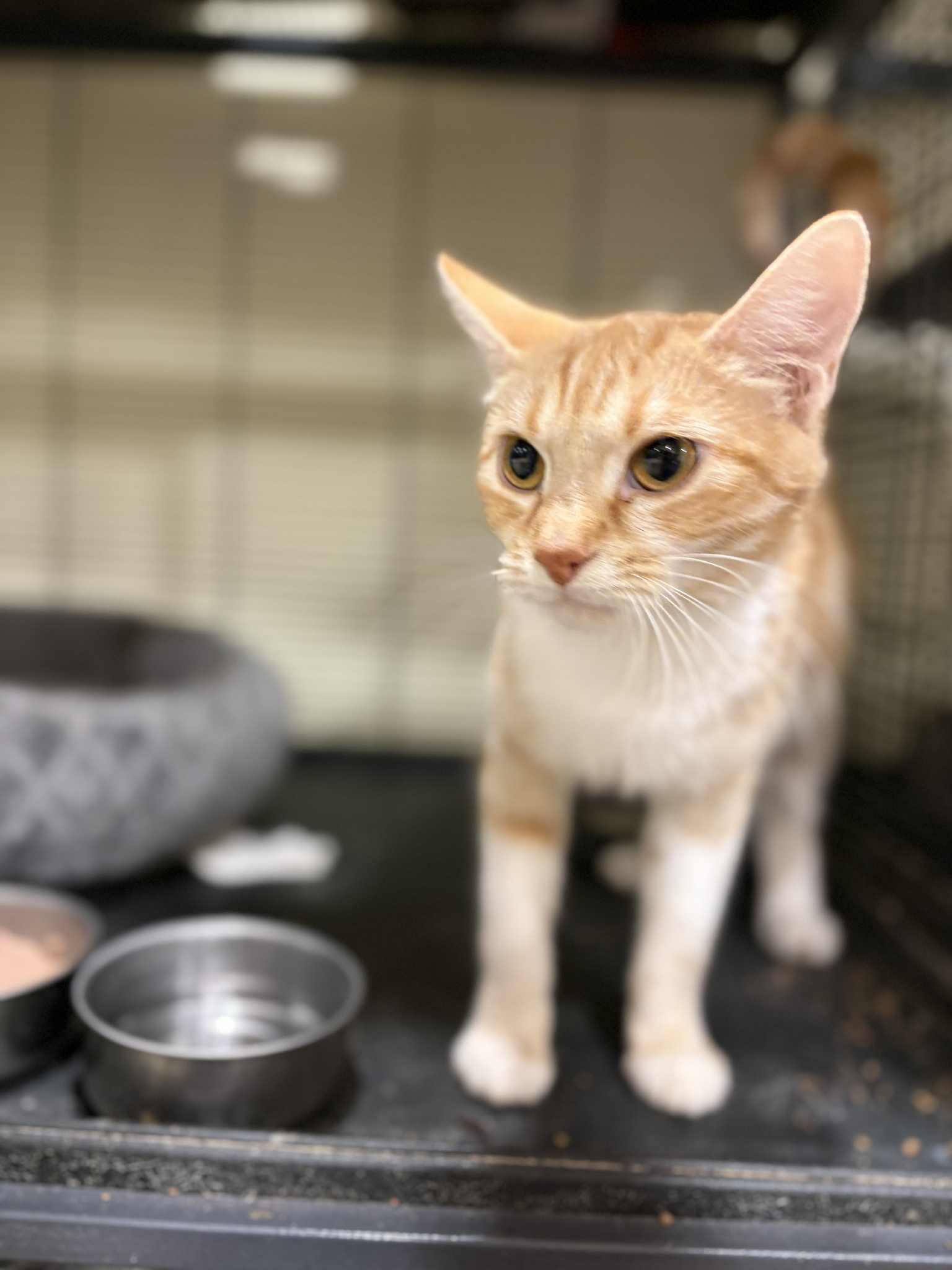 Enlarge Jingles, a ADOPTABLE Domestic Short Hair in Calgary, AB image 1/3