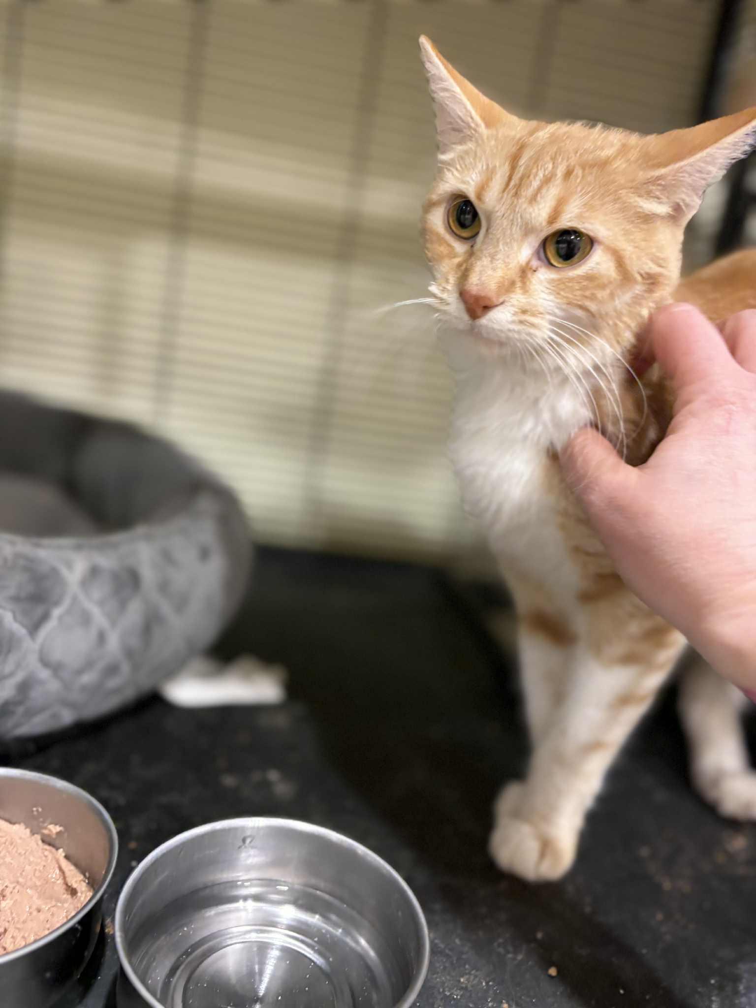 Enlarge Jingles, a ADOPTABLE Domestic Short Hair in Calgary, AB image 3/3