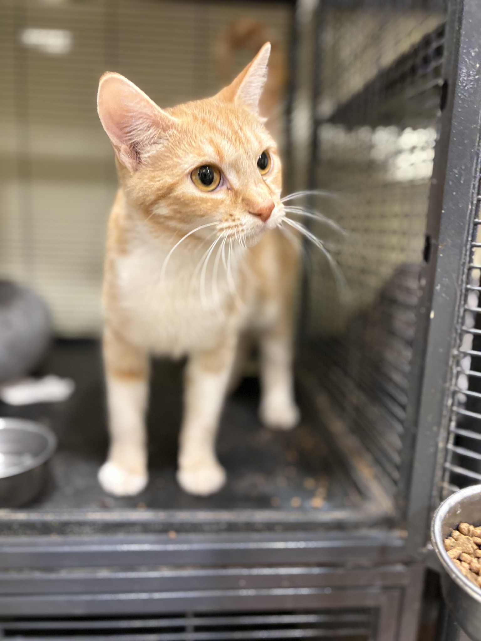Enlarge Jingles, a ADOPTABLE Domestic Short Hair in Calgary, AB image 2/3