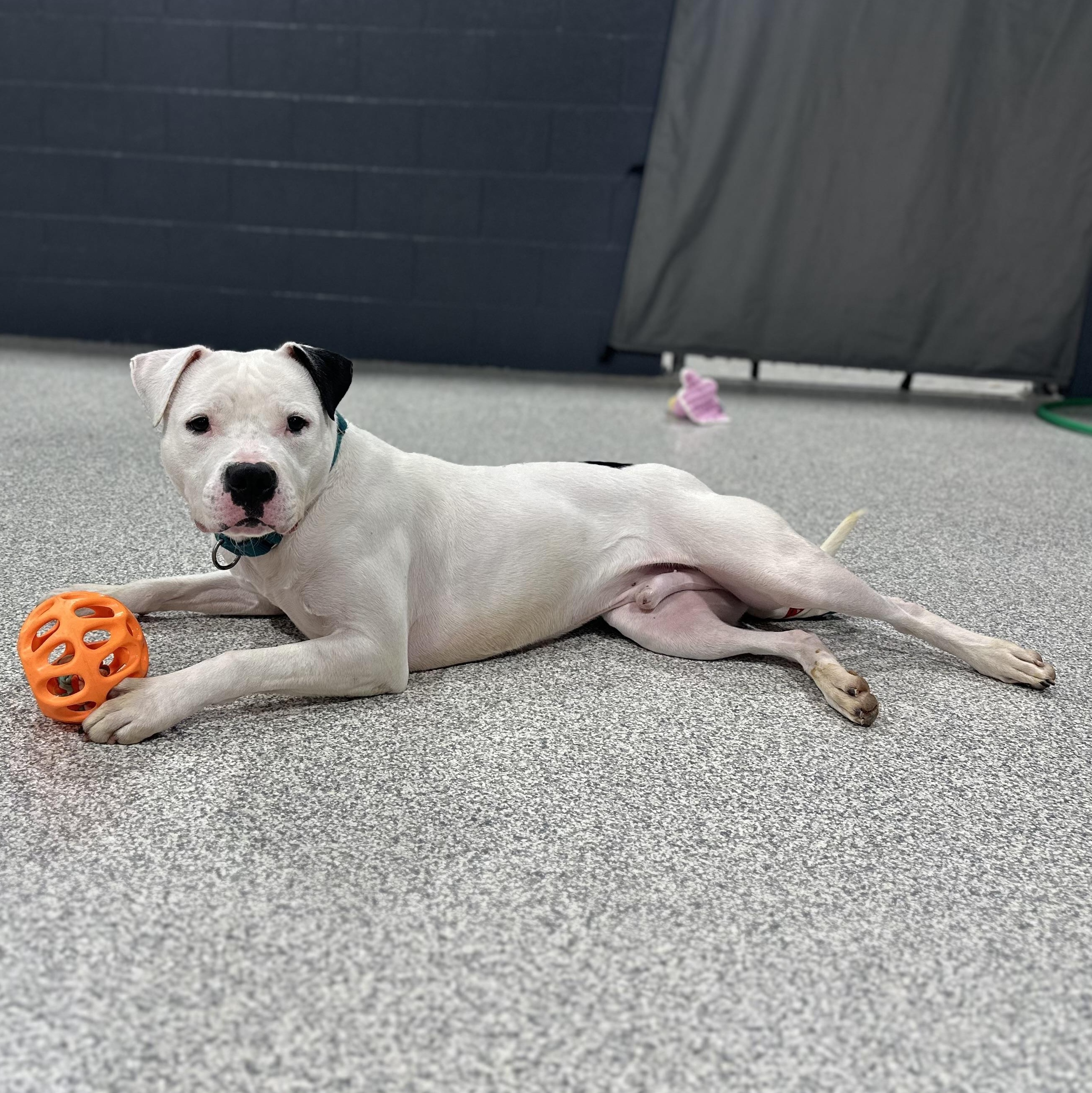 Enlarge Bob Marley, a Adoptable Mixed Breed in Youngstown, OH image 2/4