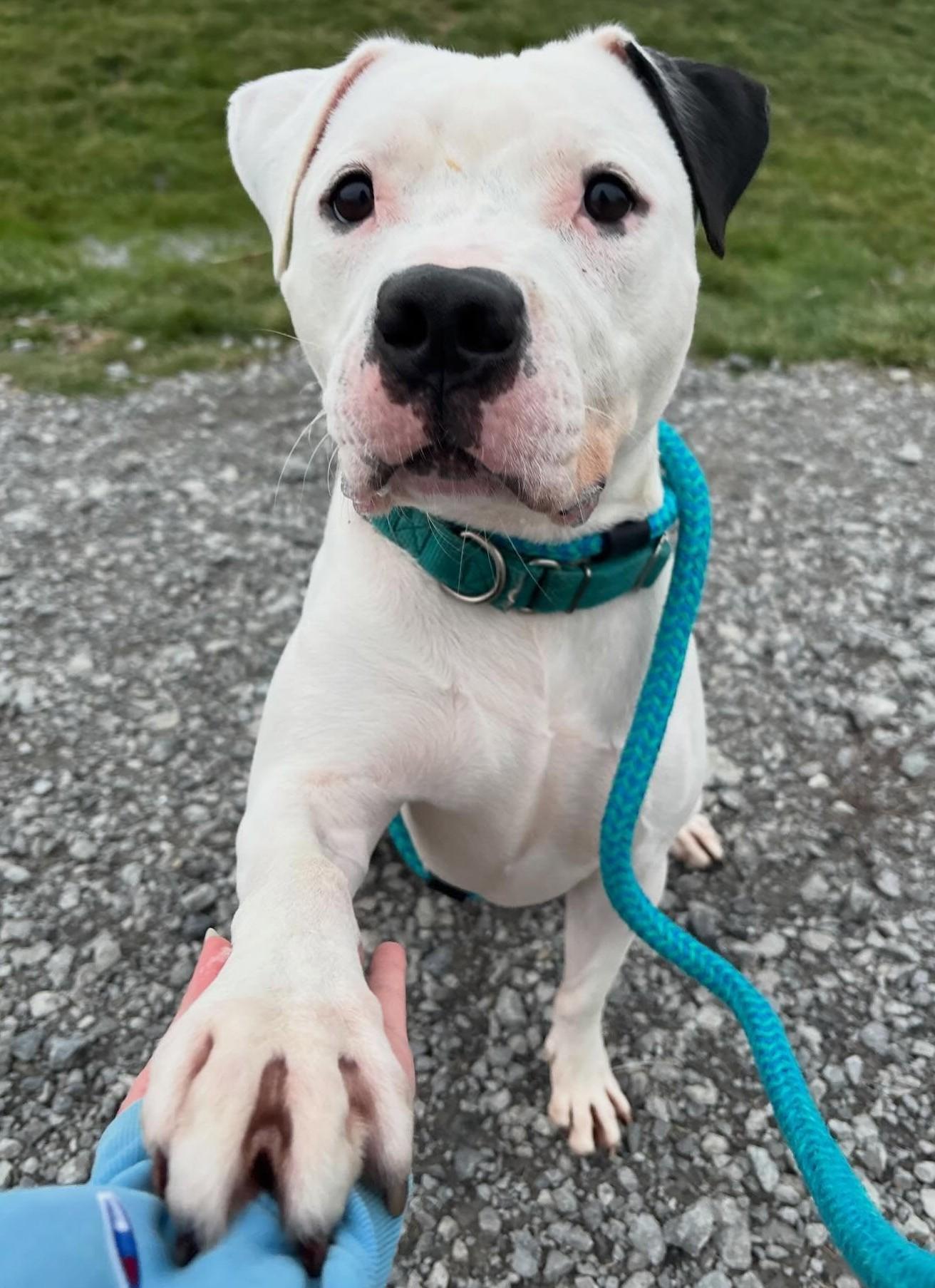 Enlarge Bob Marley, a Adoptable Mixed Breed in Youngstown, OH image 3/6