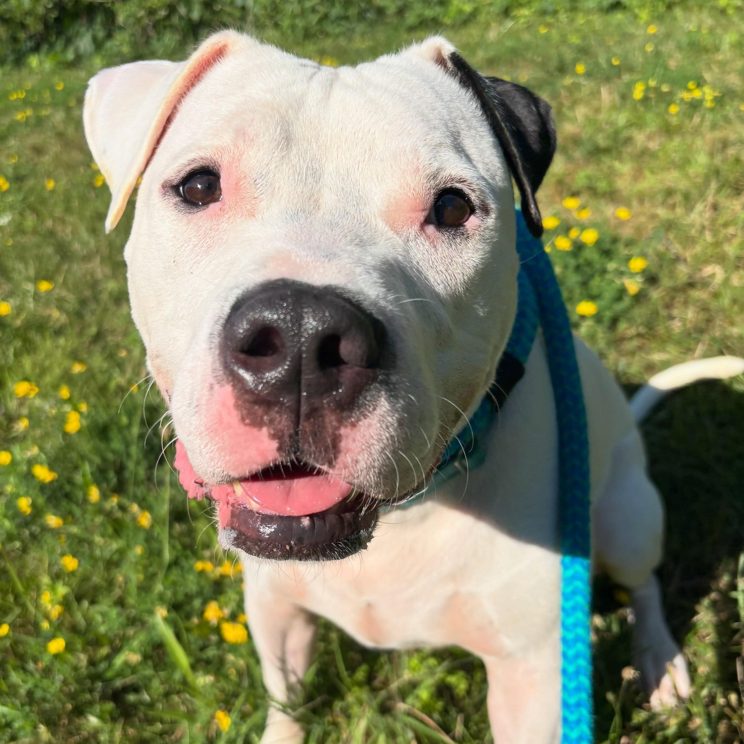 Bob Marley, Adoptable, Adult Male Mixed Breed.