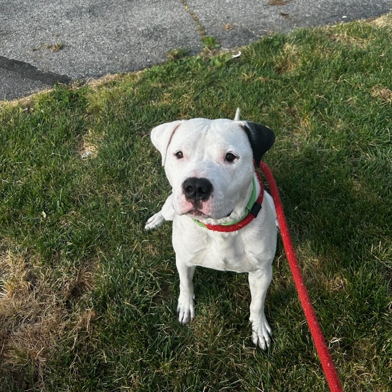 Enlarge Bob Marley, a Adoptable Mixed Breed in Youngstown, OH image 4/4