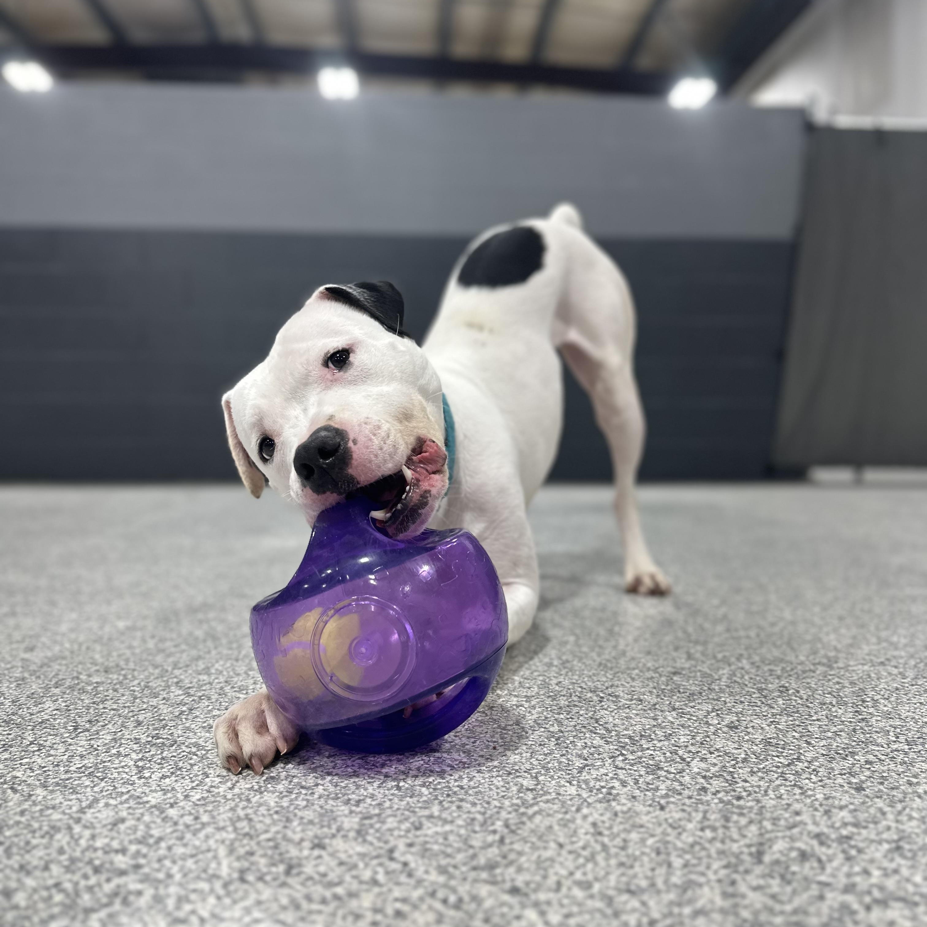 Enlarge Bob Marley, a Adoptable Mixed Breed in Youngstown, OH image 1/4