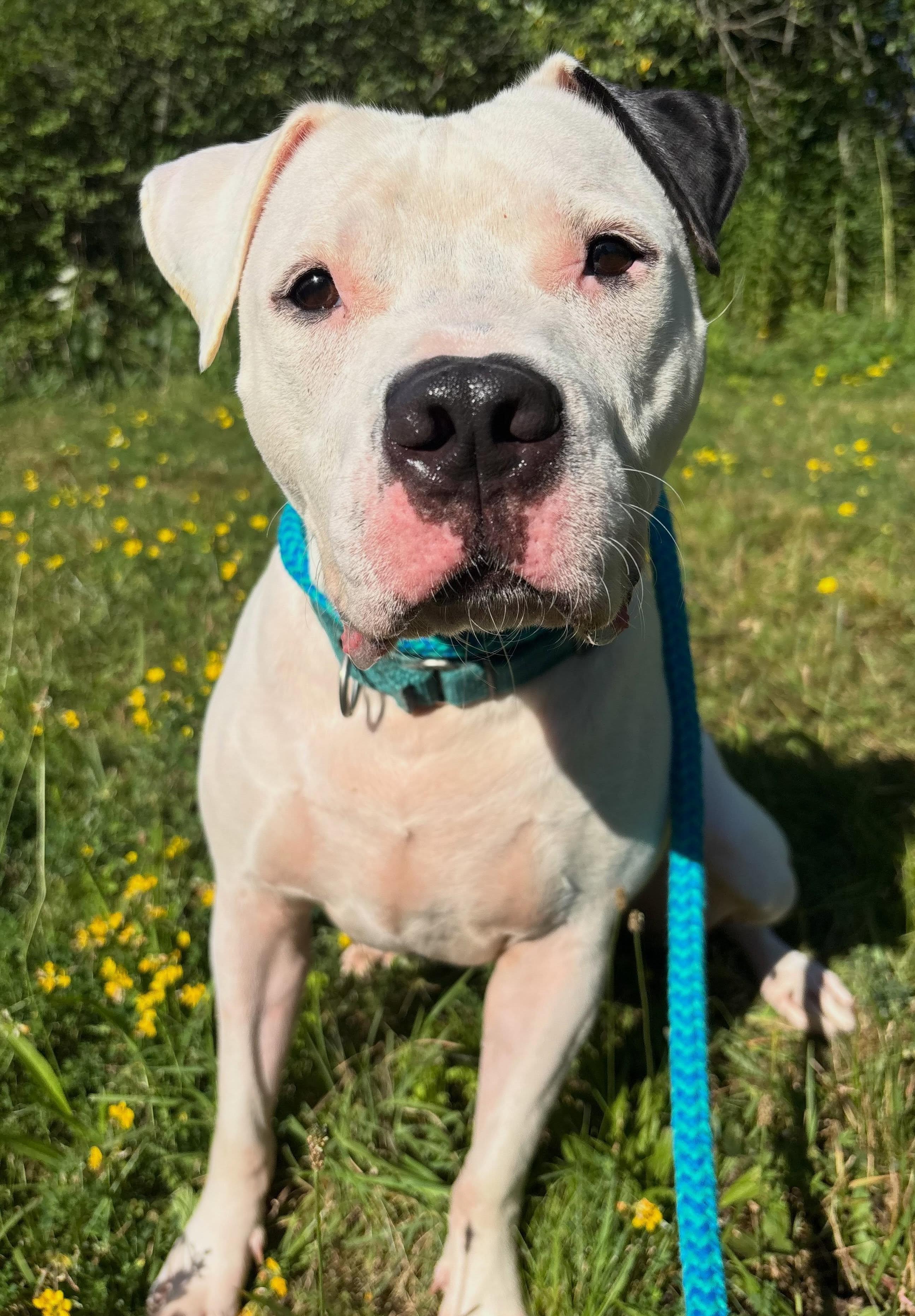 Enlarge Bob Marley, a Adoptable Mixed Breed in Youngstown, OH image 4/6