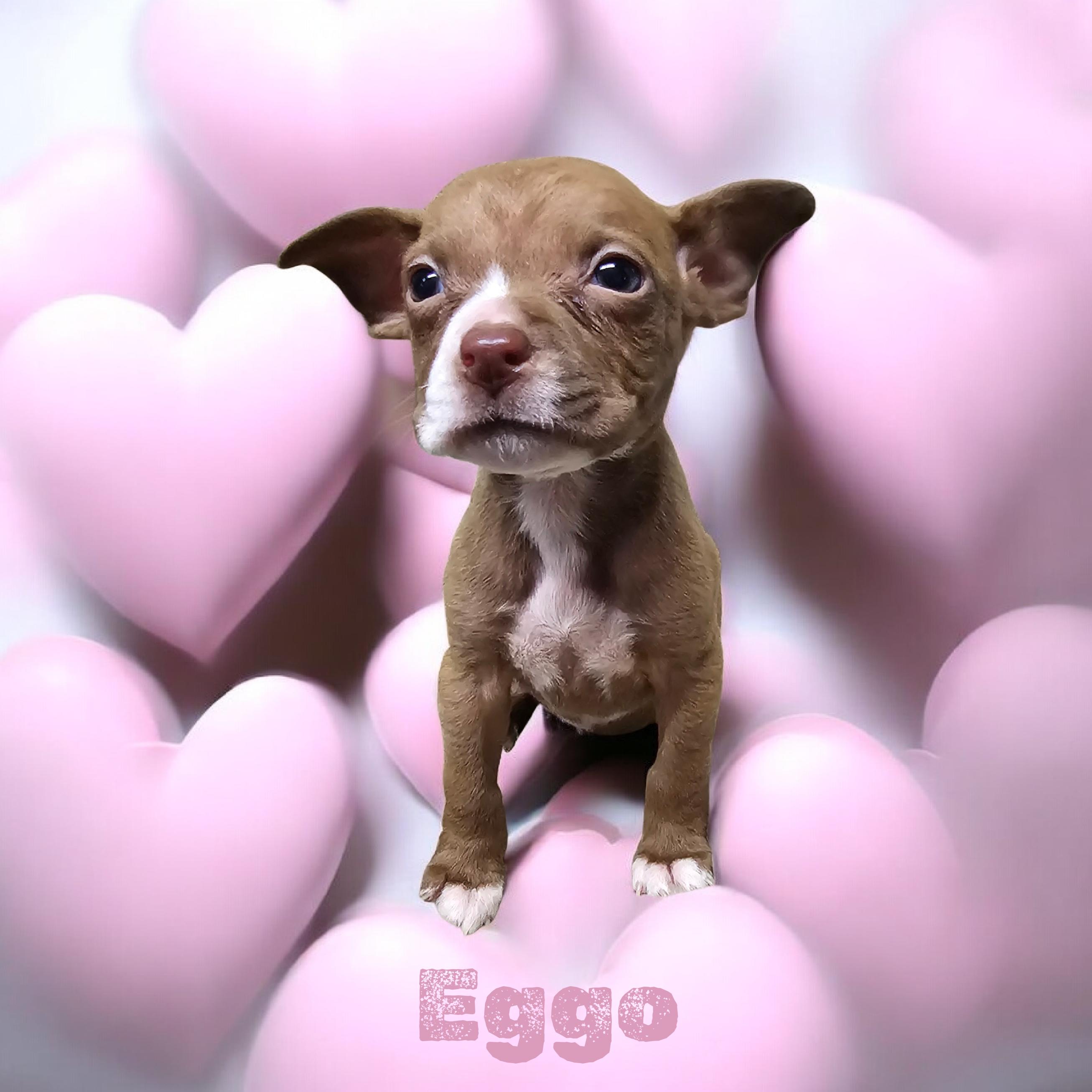 Eggo, Adoptable, Puppy Female Boxer.