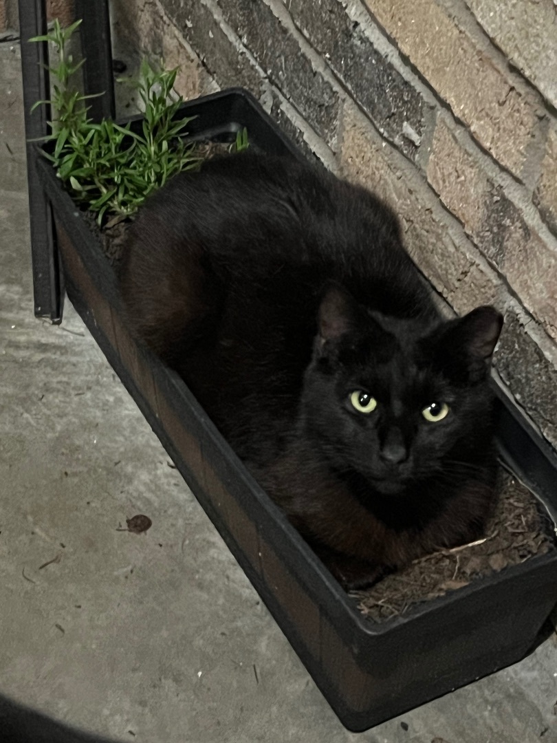 Gram, Adoptable, Young Male Domestic Short Hair.