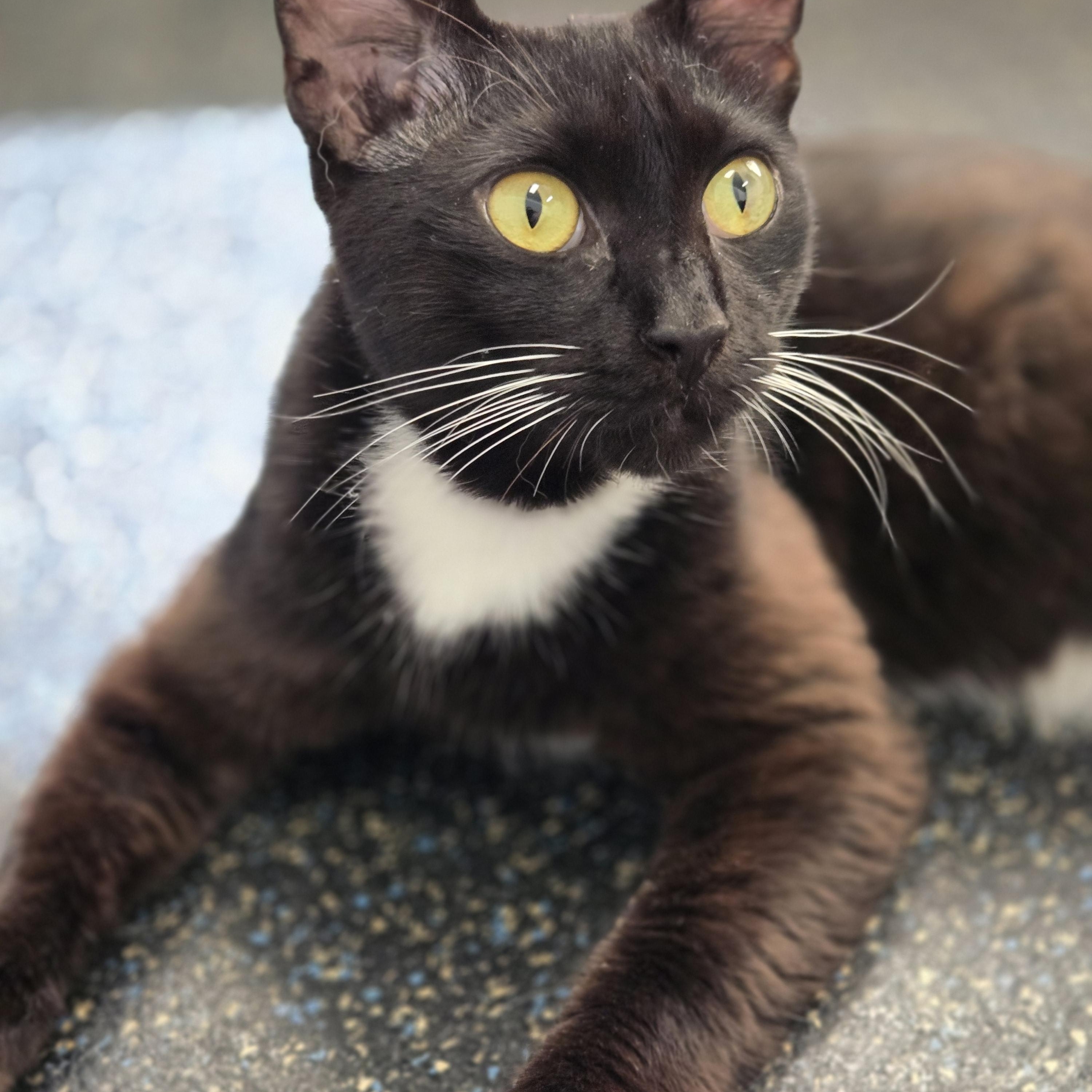 Lovebug (aka Bug), a Adoptable Tuxedo in Covington, GA image 1/4