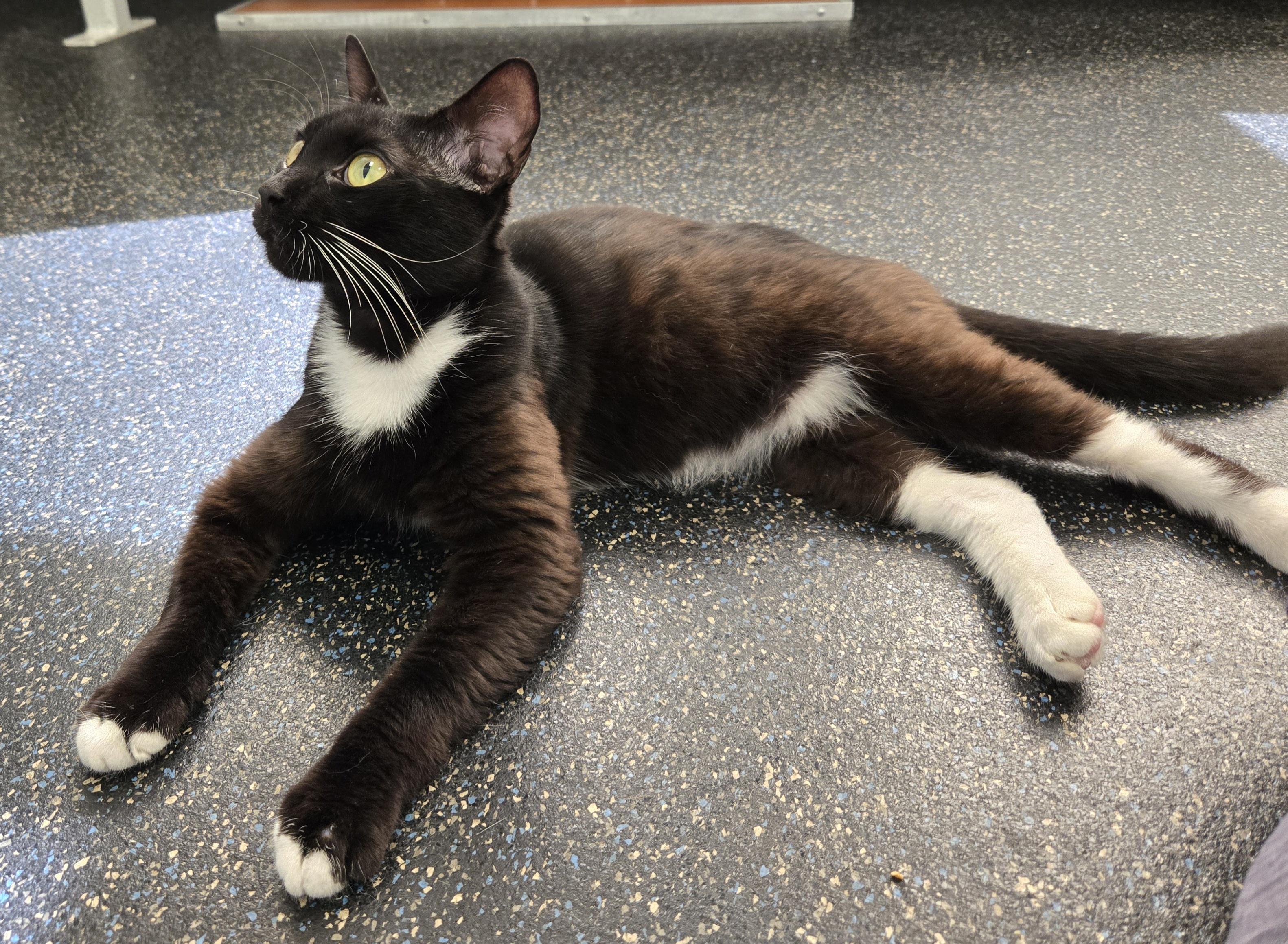 Lovebug (aka Bug), a Adoptable Tuxedo in Covington, GA image 2/4