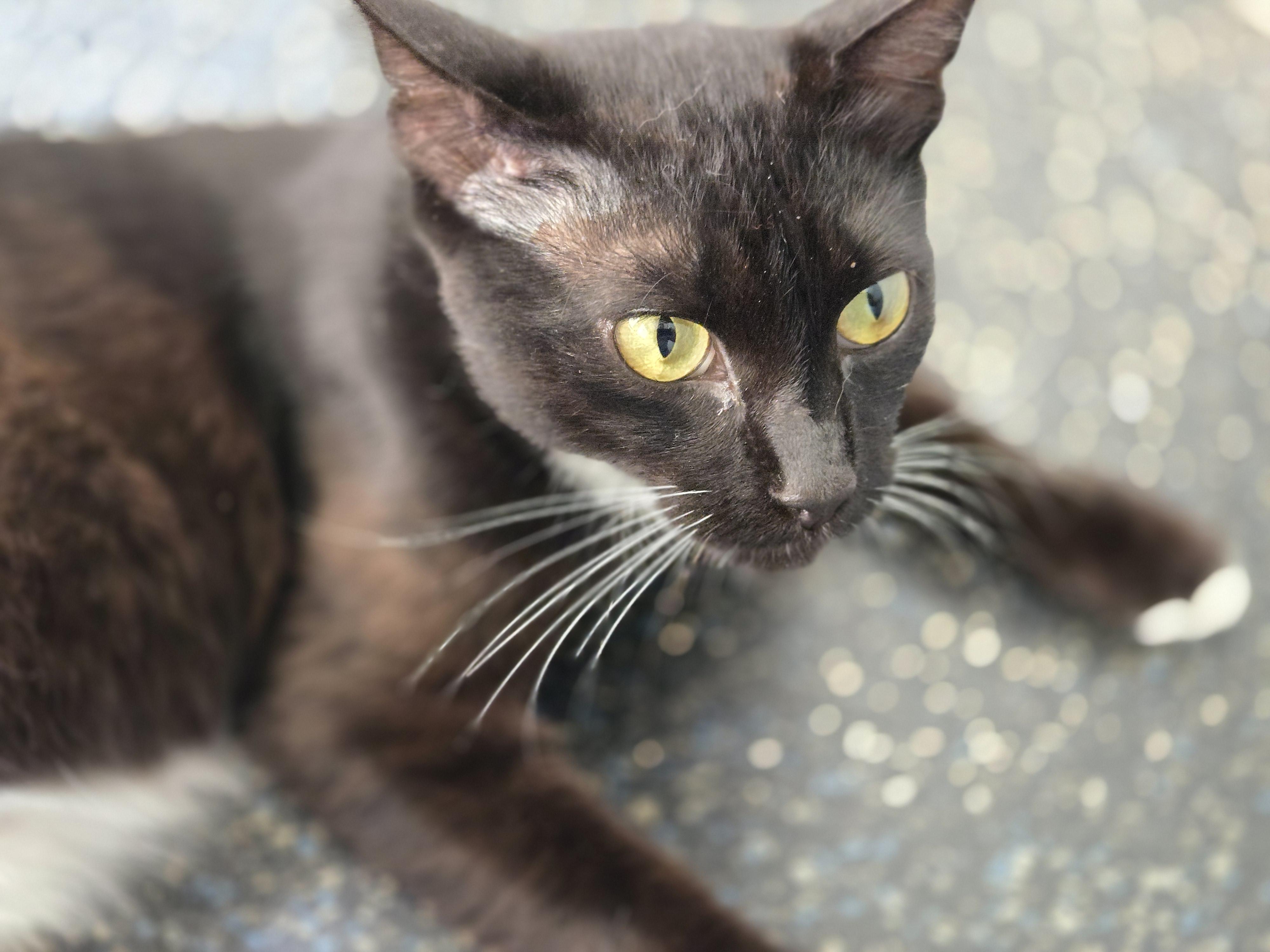 Lovebug (aka Bug), a Adoptable Tuxedo in Covington, GA image 3/4