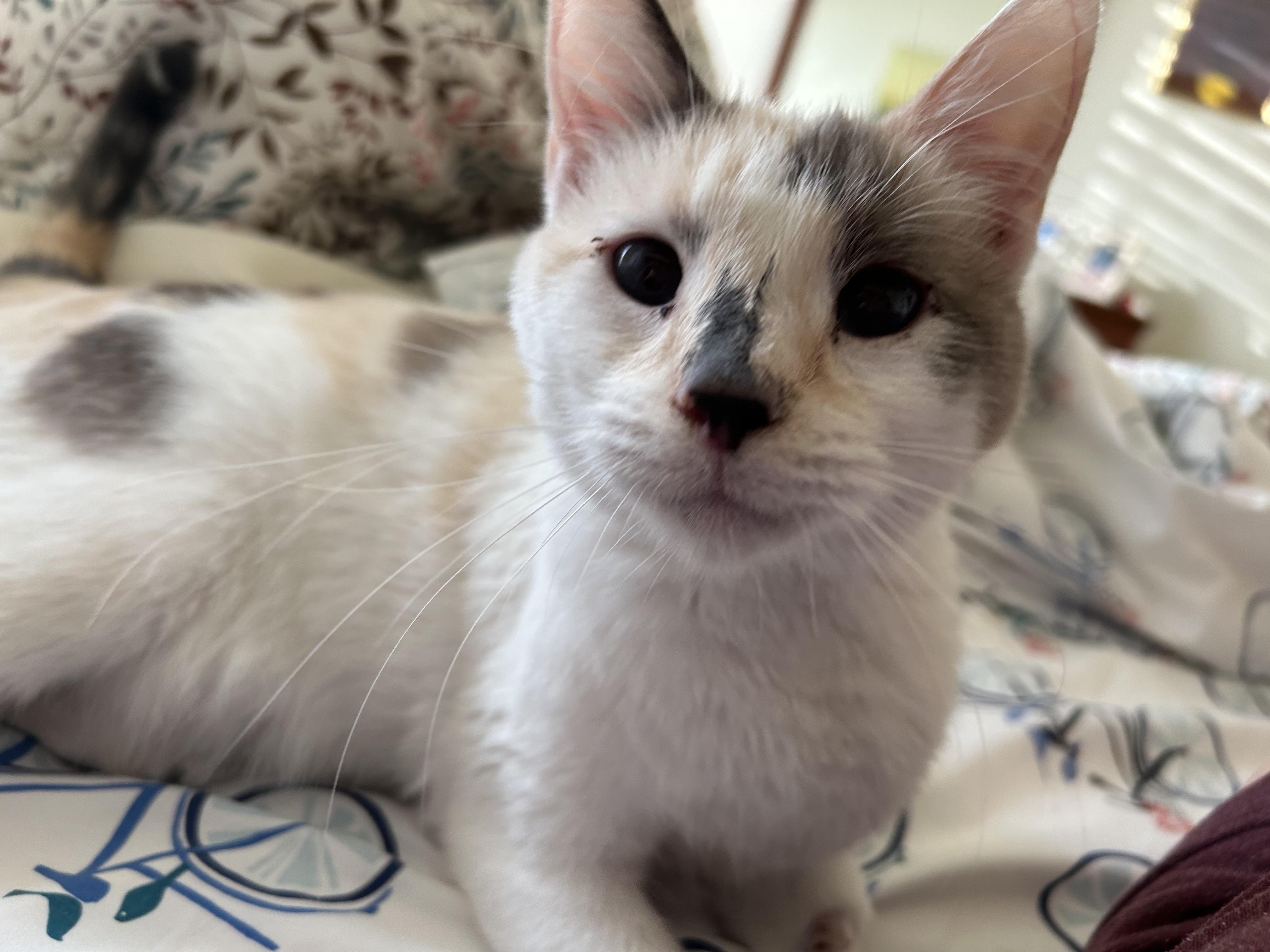 Cucumber, a ADOPTABLE mixed breed in Denver, CO image 3/3