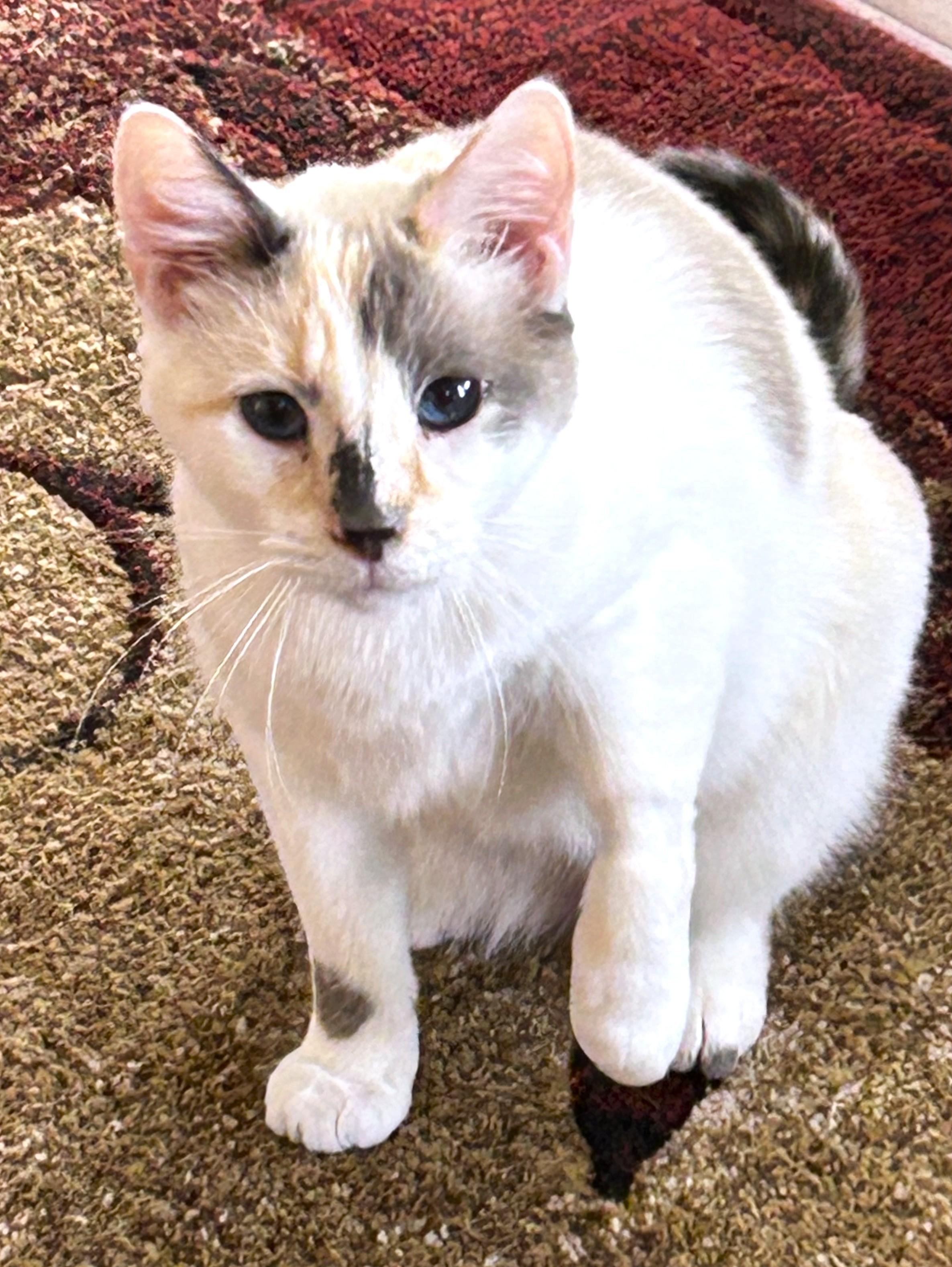 Cucumber, a ADOPTABLE mixed breed in Denver, CO image 2/5