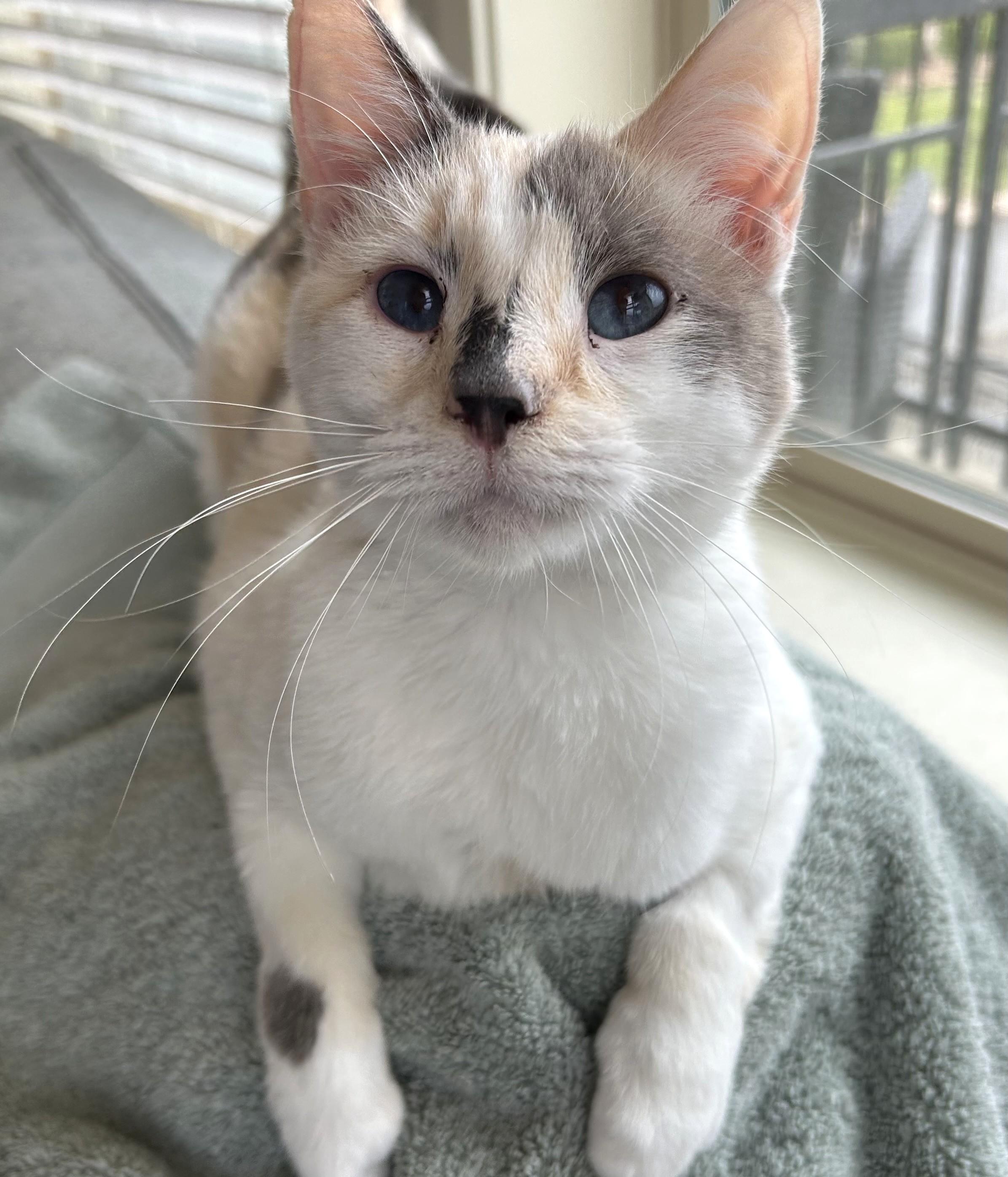 Cucumber, ADOPTABLE, Adult Female Siamese.