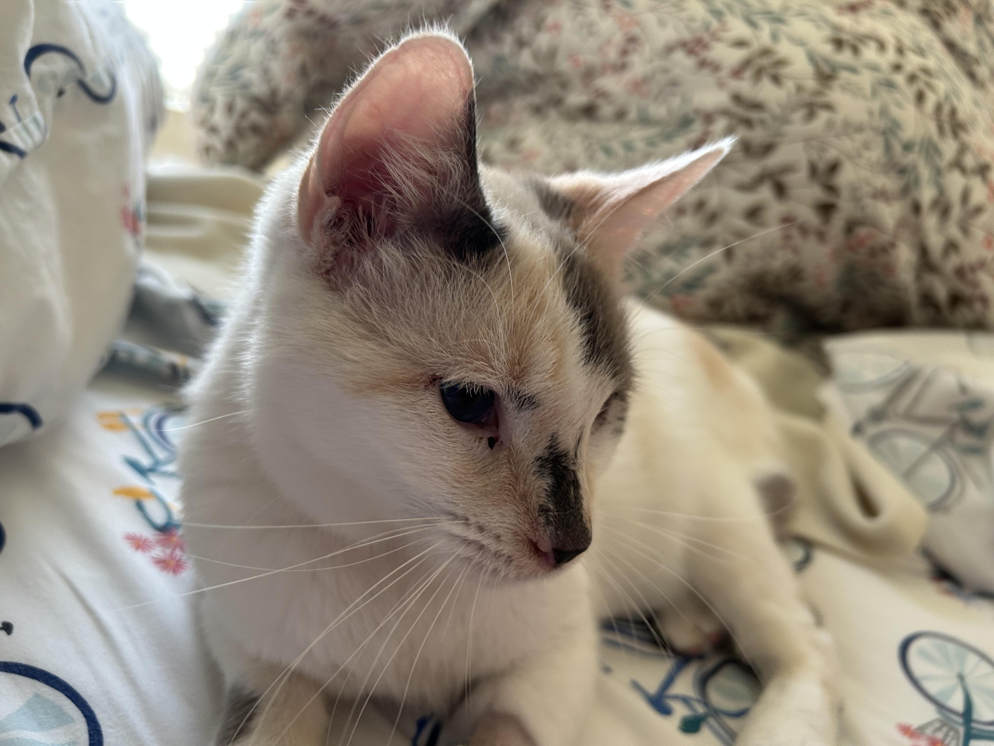 Cucumber, a ADOPTABLE mixed breed in Denver, CO image 2/3