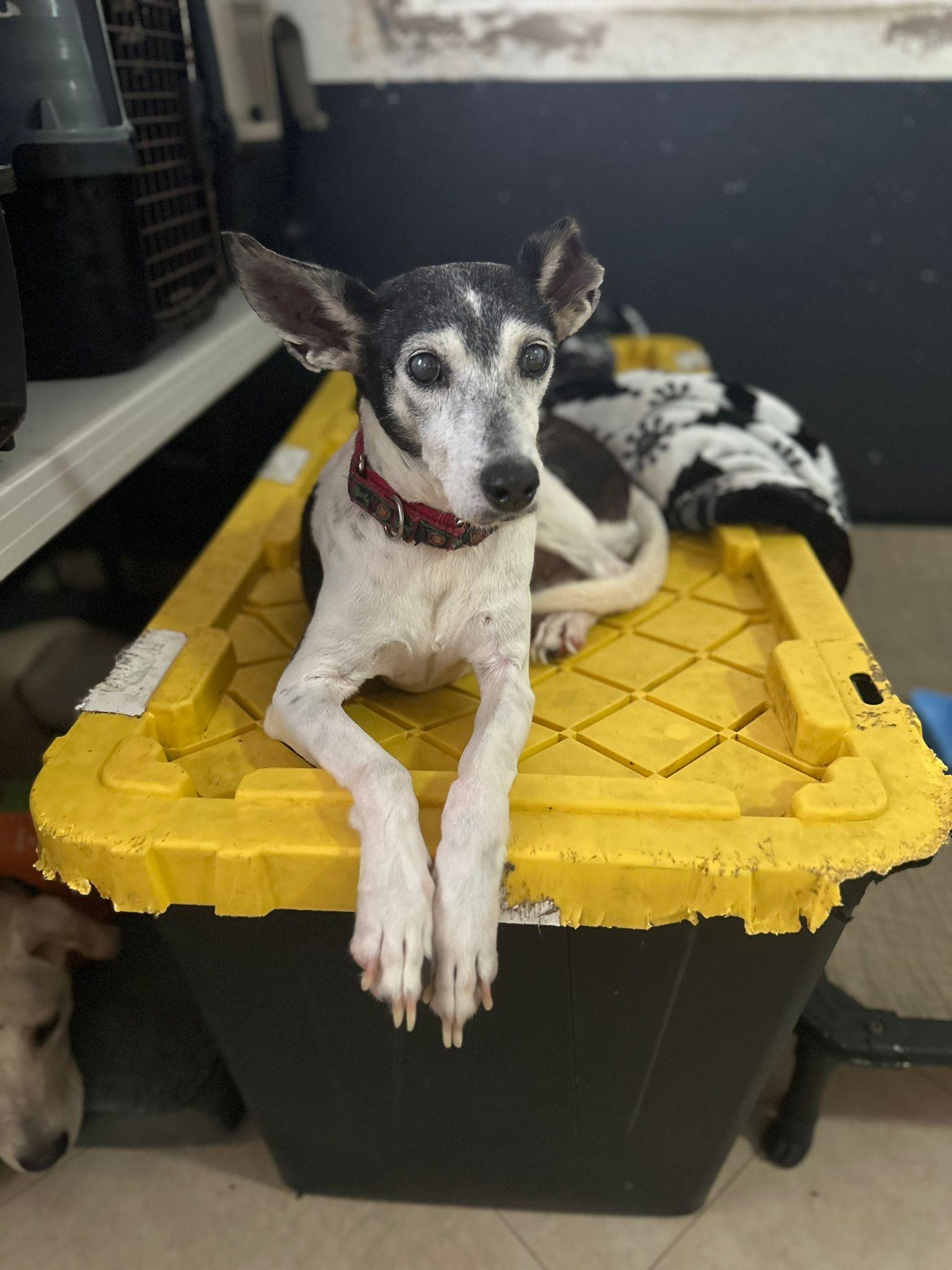 Emma, a Adoptable mixed breed in Loiza, PR image 1/3