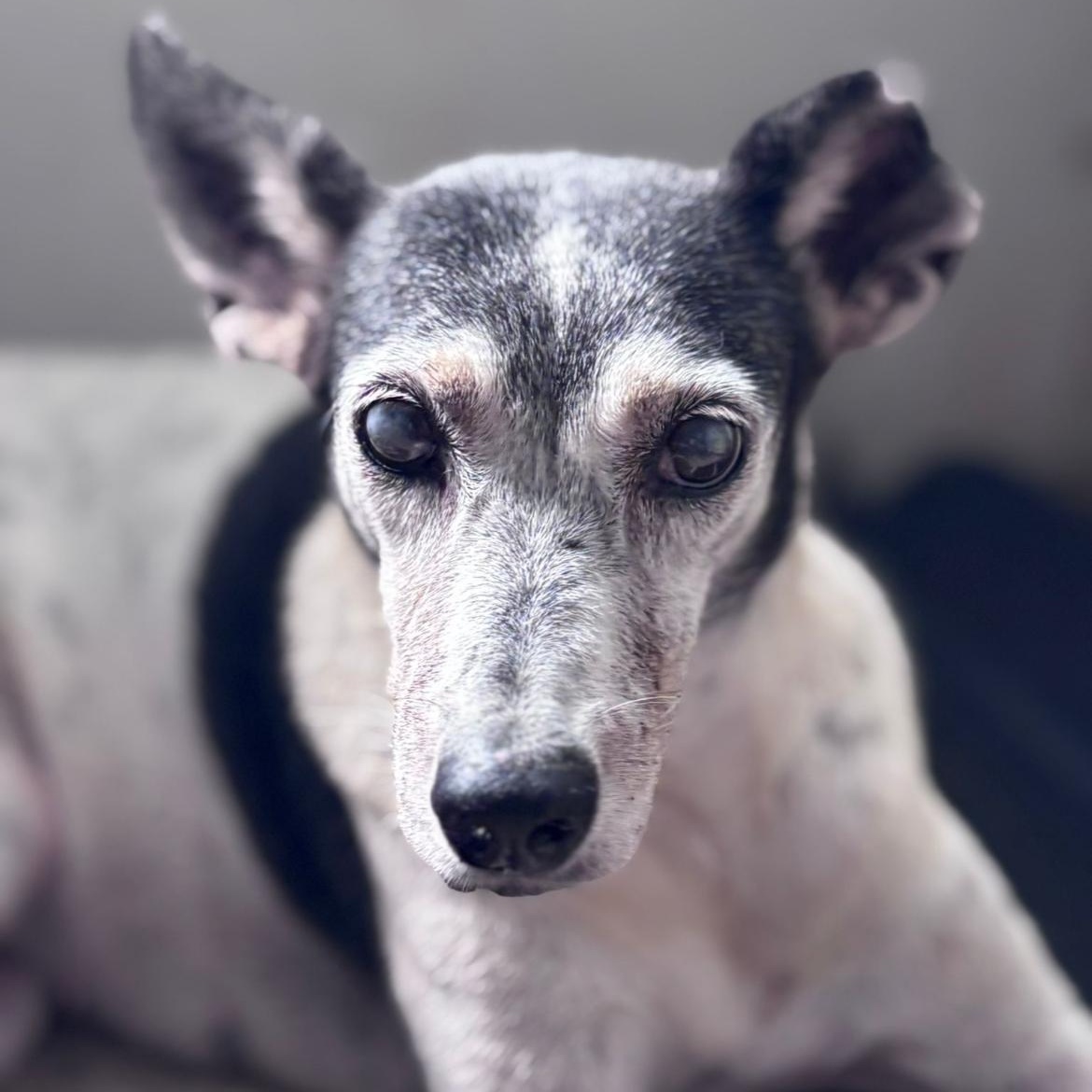 Enlarge Emma, a Adoptable mixed breed in Loiza, PR image 1/3