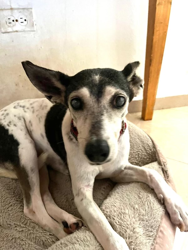 Emma, a Adoptable mixed breed in Loiza, PR image 2/3