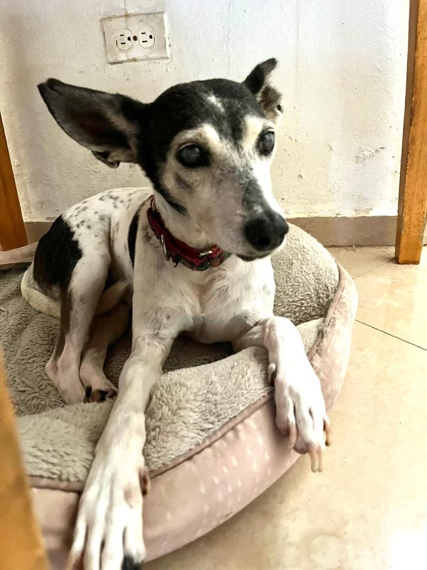 Emma, a Adoptable mixed breed in Loiza, PR image 3/3