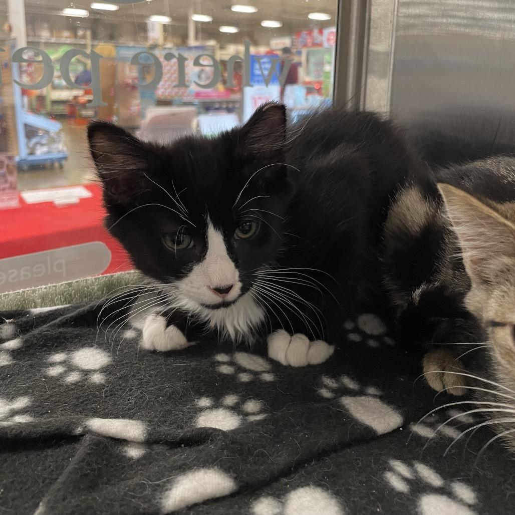Onyx, Adoptable, Kitten Male Domestic Medium Hair.