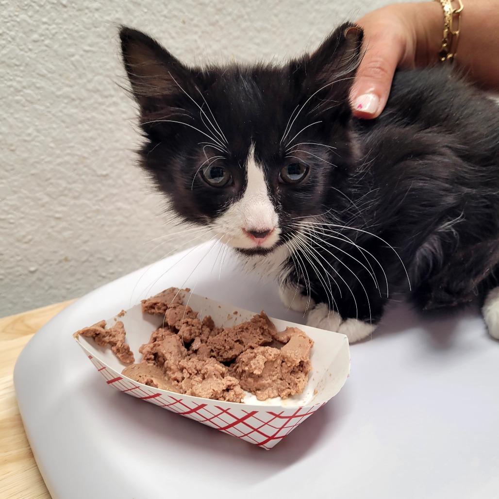 Enlarge Onyx, a Adoptable Domestic Medium Hair in Allyn, WA image 2/2
