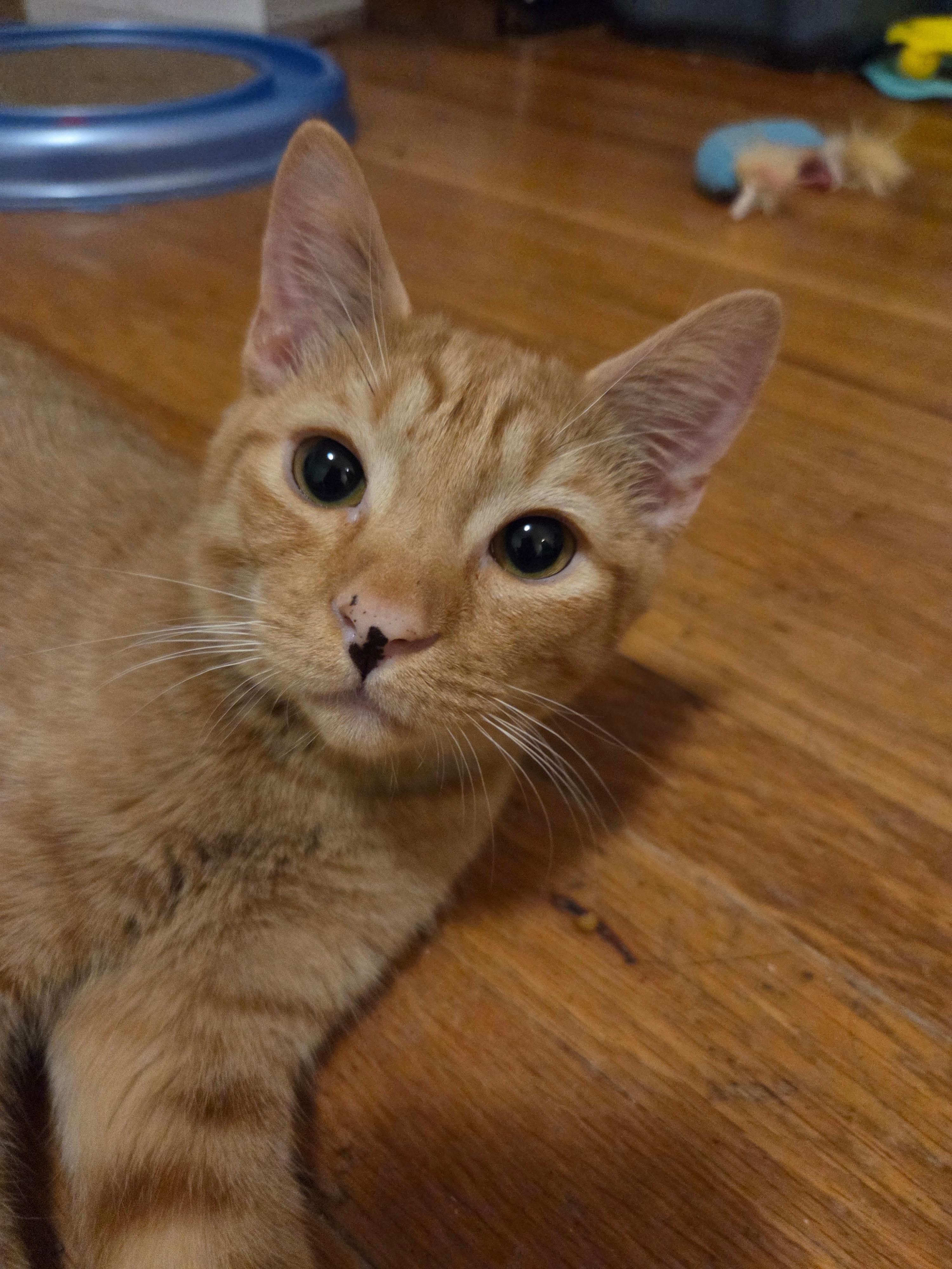 Enlarge Kapow, a Adoptable Domestic Short Hair in Melrose, MA image 2/5